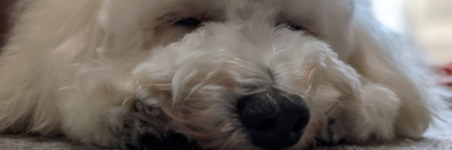 ohi_tter's profile banner image