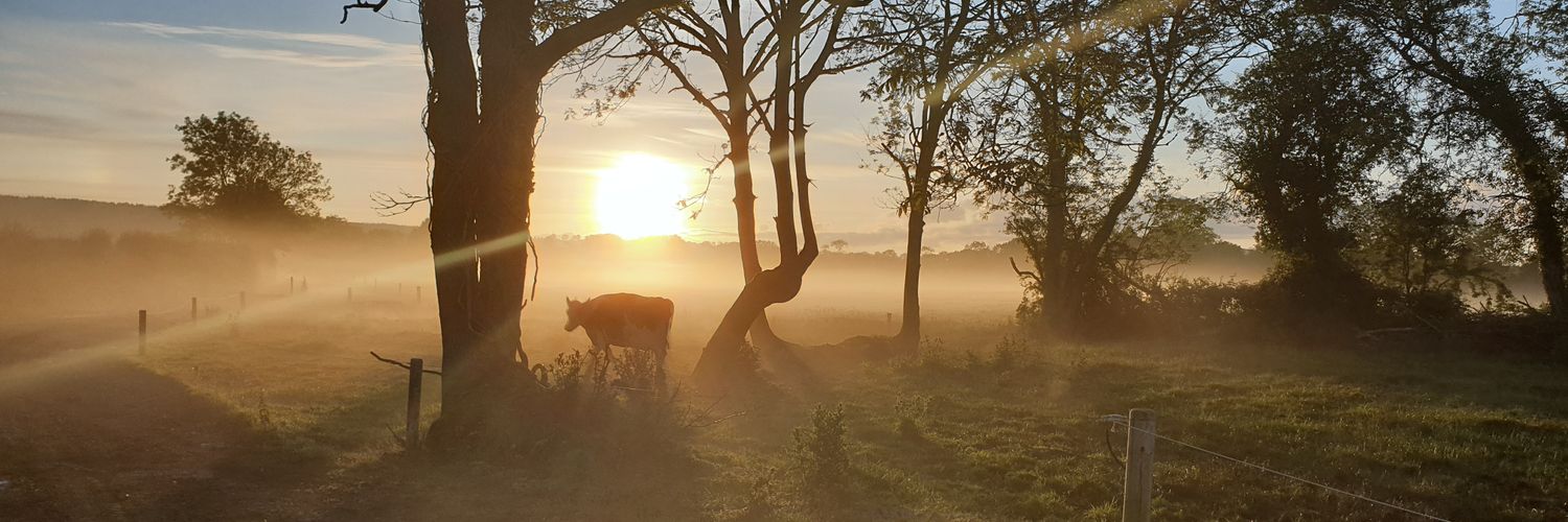 Bill O Keeffe 🐄 banner