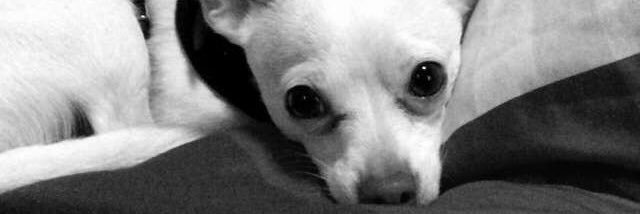 QueenCintron's profile banner image