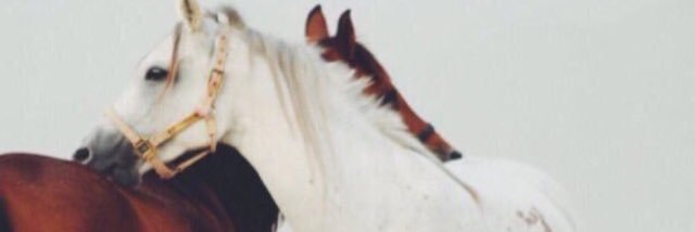 Shai5a44's profile banner image