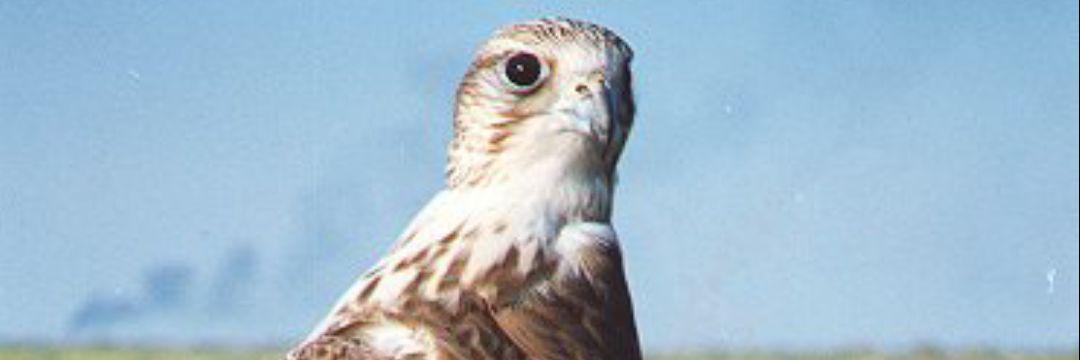 kasaf333's profile banner image