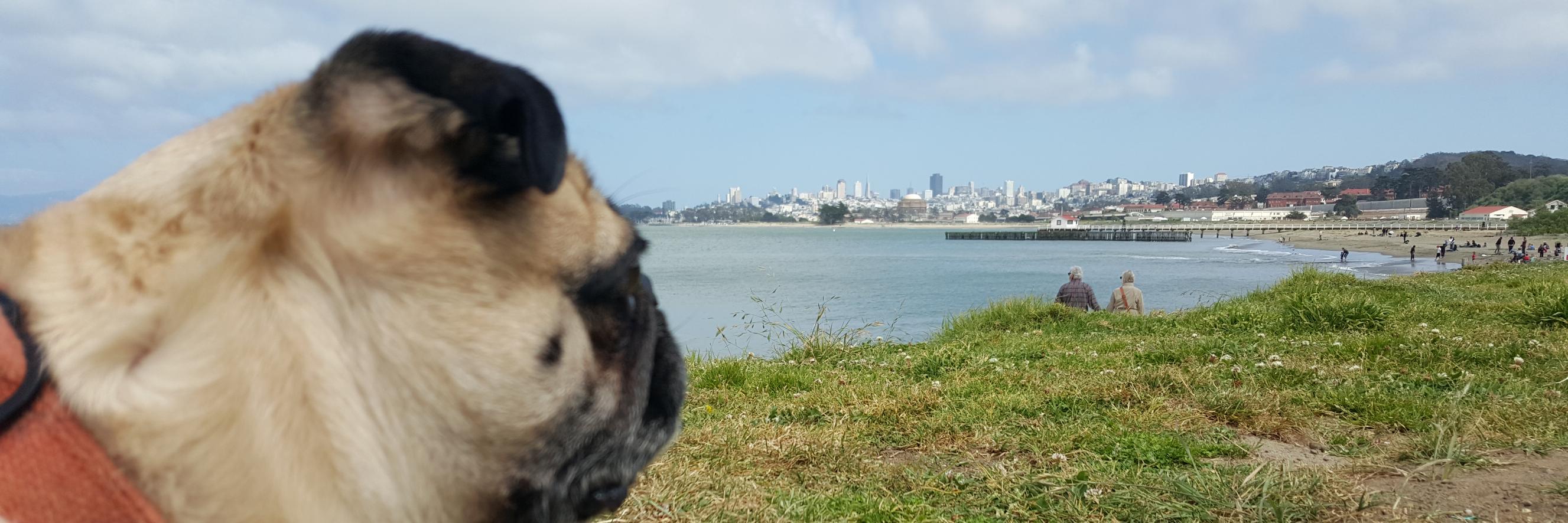 PugPlot's profile banner image