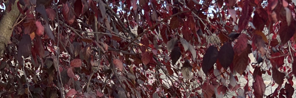 NohaAlshatti's profile banner image