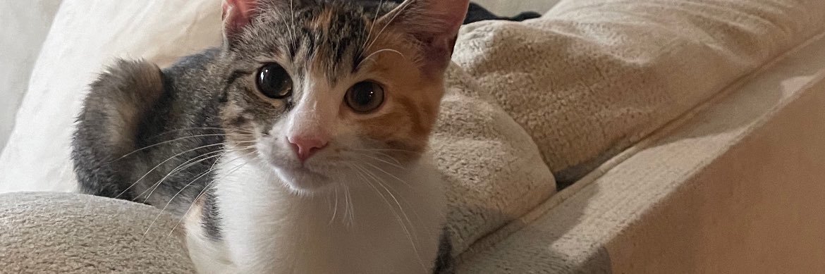Juliadrdz's profile banner image