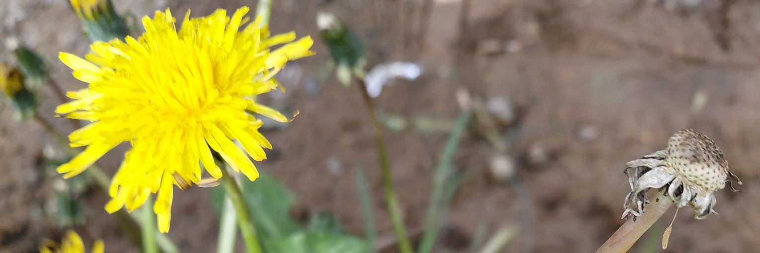 luluuuuuuuuú banner