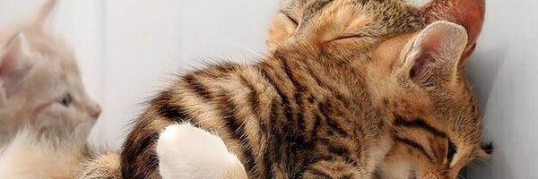 CindiGibson's profile banner image