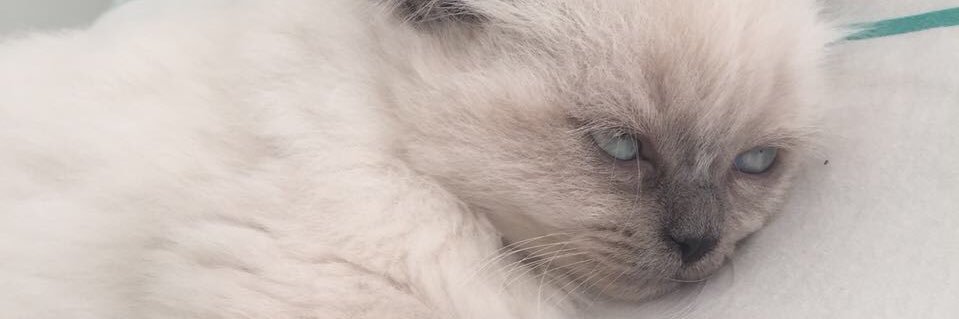 crovaras's profile banner image