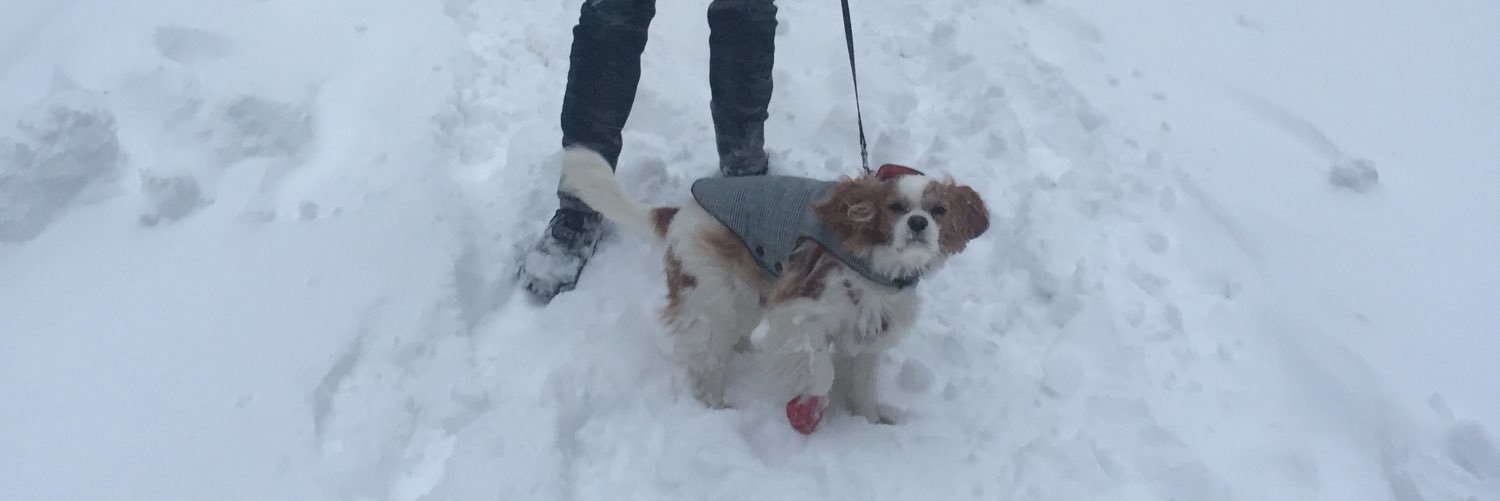 SamTheCavalier's profile banner image