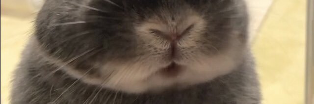 風うさぎ banner