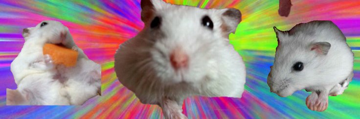 nikatarani's profile banner image