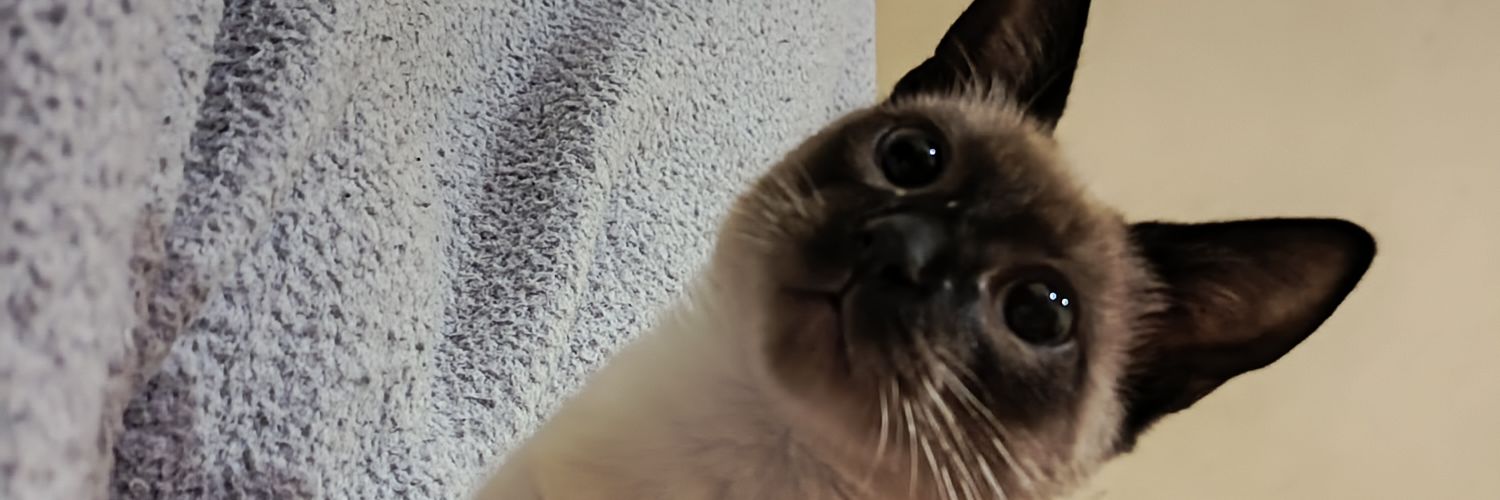 AlbertMendezz1's profile banner image