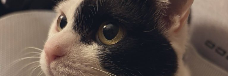 AryuA🐾 banner