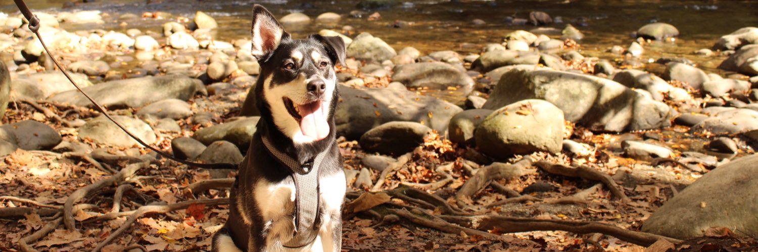 Simone Morton banner