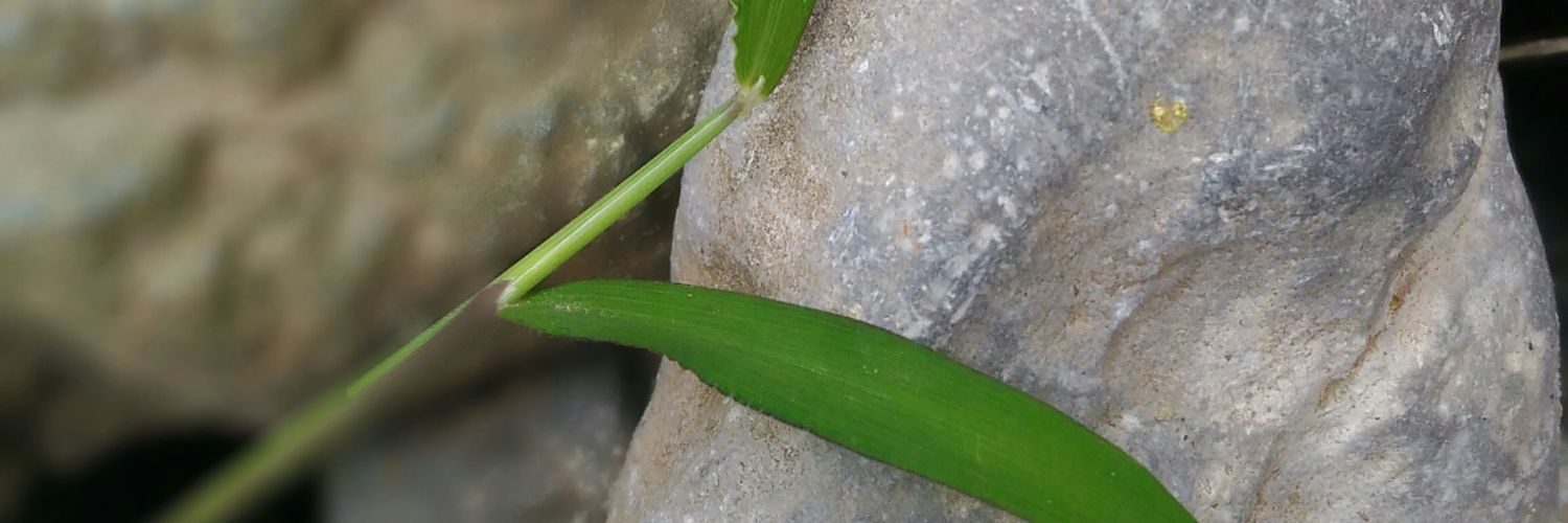 RonnieTanoy's profile banner image