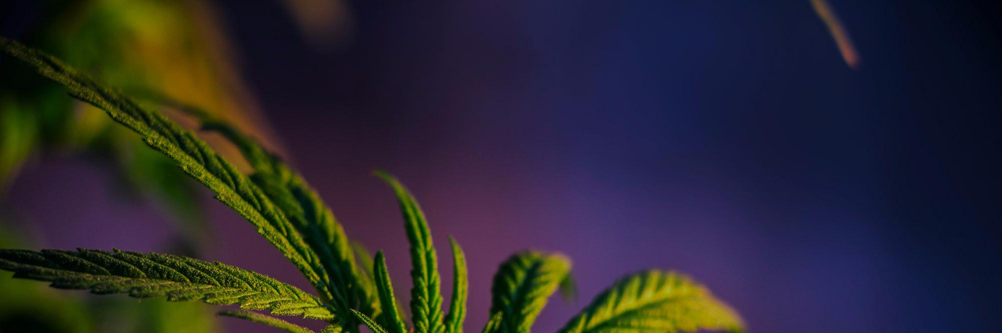 eden_menu's profile banner image