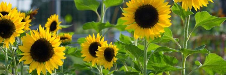 AdelphiAcre's profile banner image