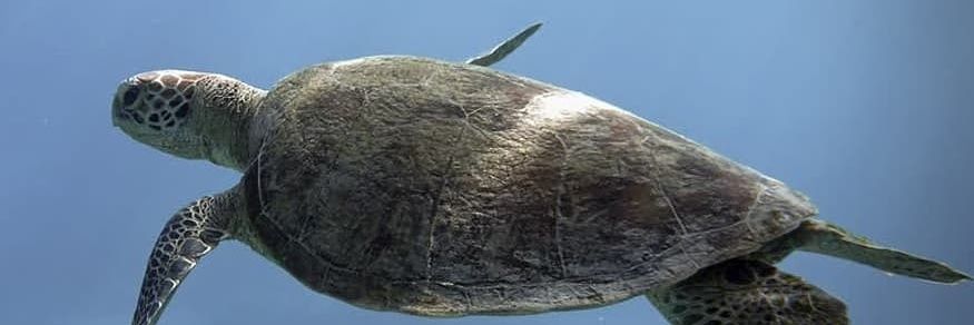 Sea Shepherd SD banner