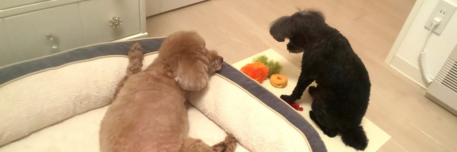 七福さゆり🏃🐩🐩 banner