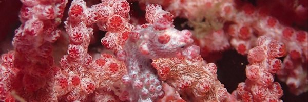 hazelarcher Profile Banner