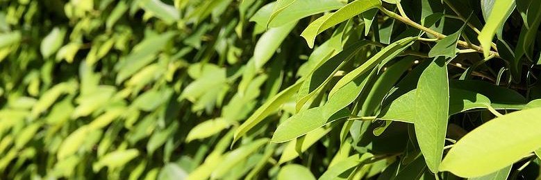 HollandStanton's profile banner image