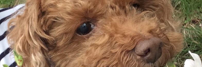 yoshi161k's profile banner image