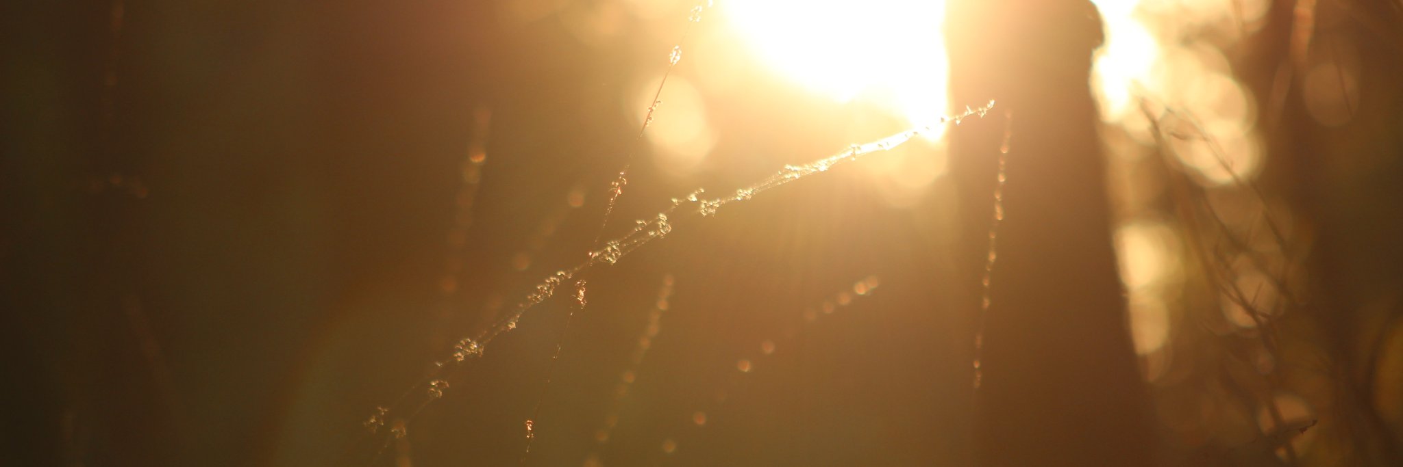 bosutton3's profile banner image