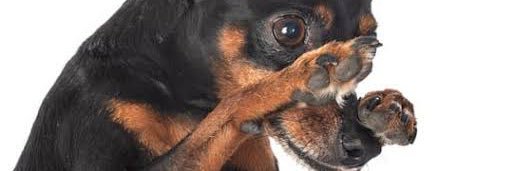 pinscher graúdo🐾 banner