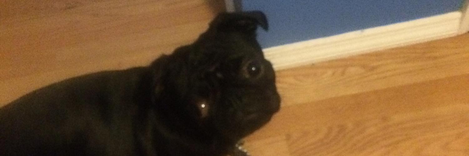 LeoTheDerpyPug's profile banner image
