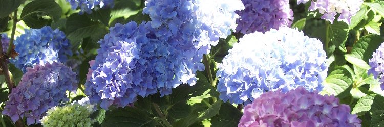 Susan Wolfsthal banner