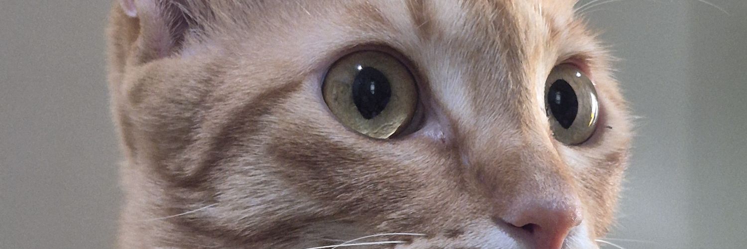 laraspermataa's profile banner image