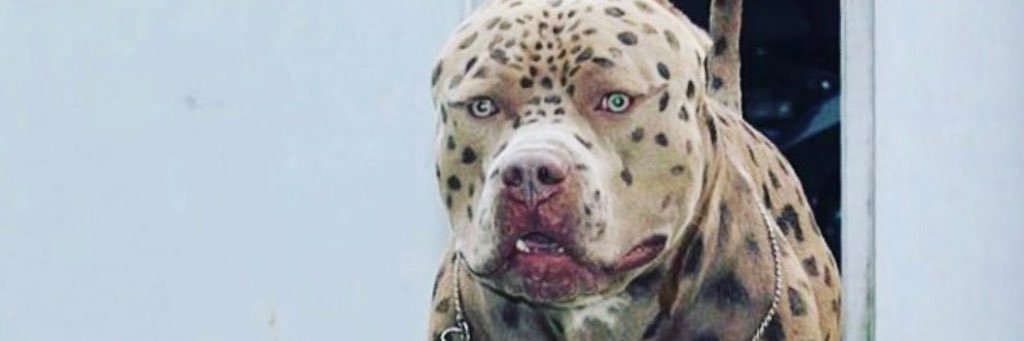 neckaloadion's profile banner image