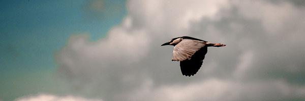 Kevin D banner