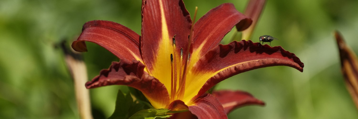 Lasher401's profile banner image