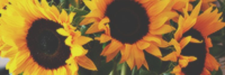 bouncingquinoa's profile banner image