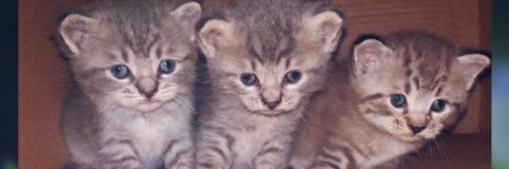 rossyfun's profile banner image