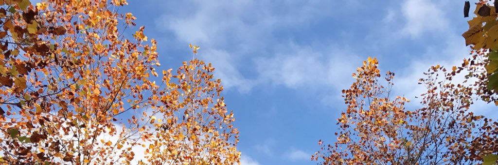 shama_d's profile banner image