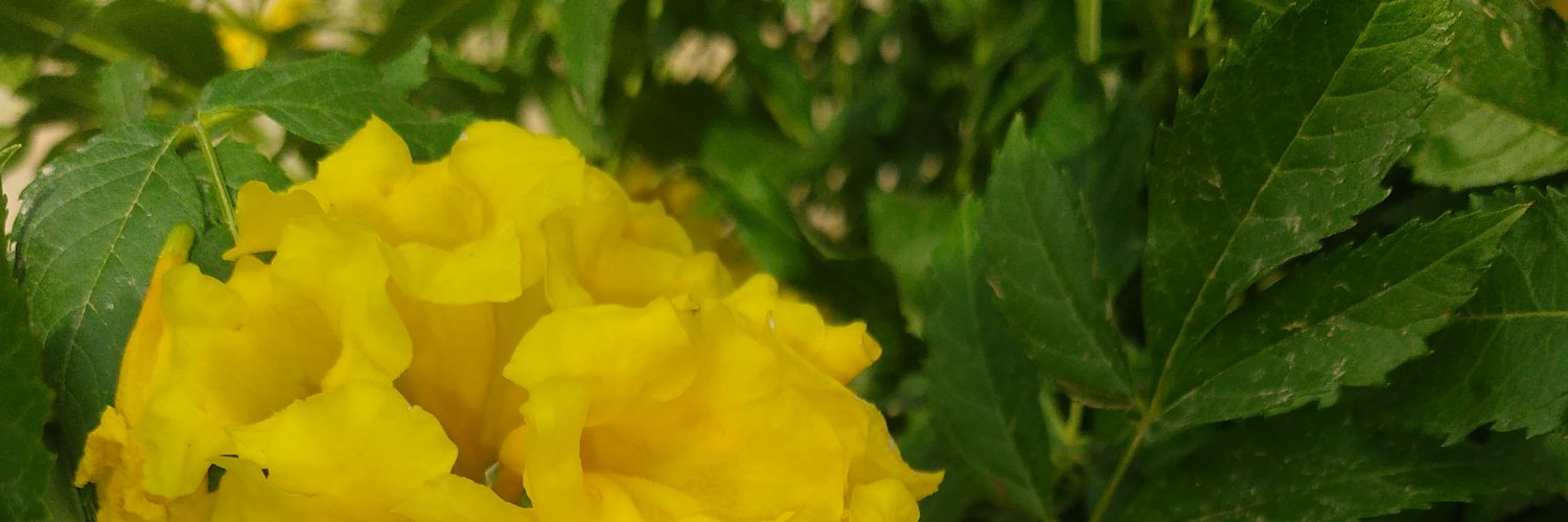 AbdDragon111's profile banner image