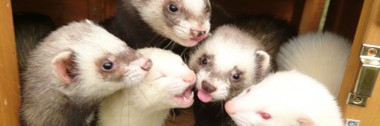 dookandstash's profile banner image