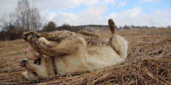 Matti Haapala banner