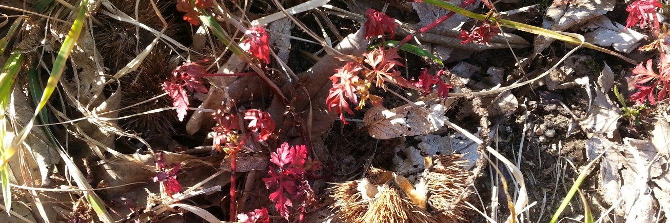 The Goood Shop banner