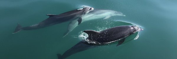 SPerrywink Profile Banner