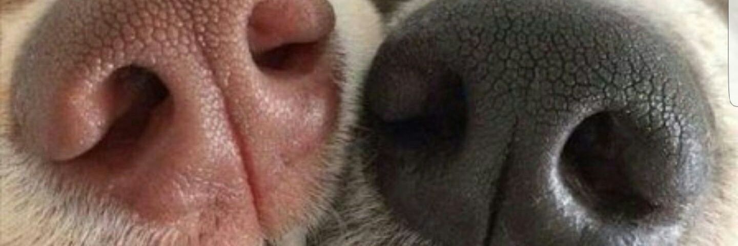 lele_ylt's profile banner image