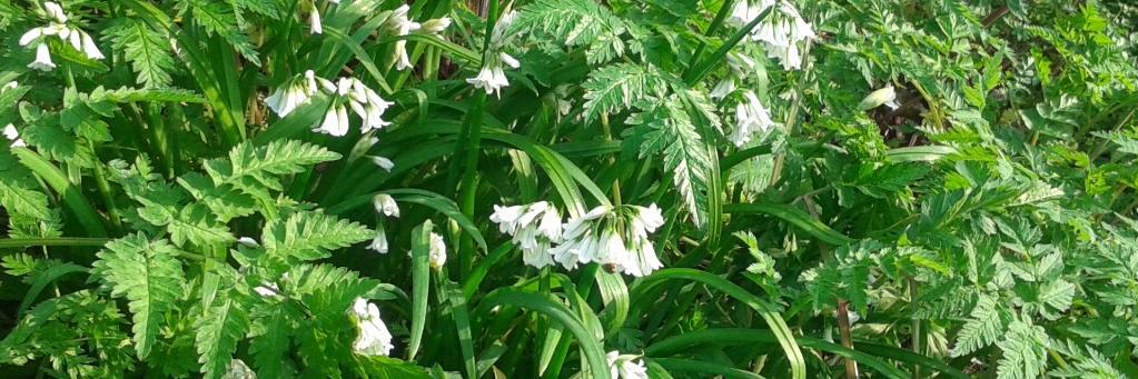 Theresa Webb Dip.NT banner