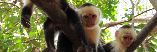 cupcakes4lemurs Profile Banner