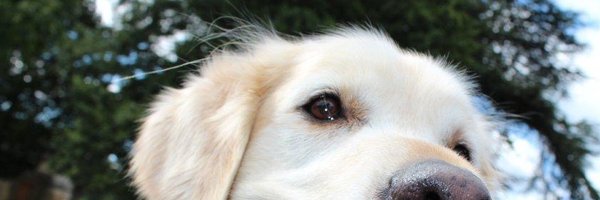 ShellRobbXX Profile Banner
