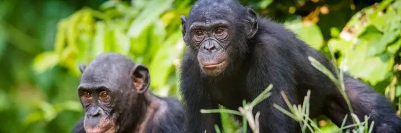 hominidae paramnesia banner