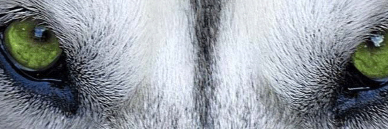 lobodms's profile banner image