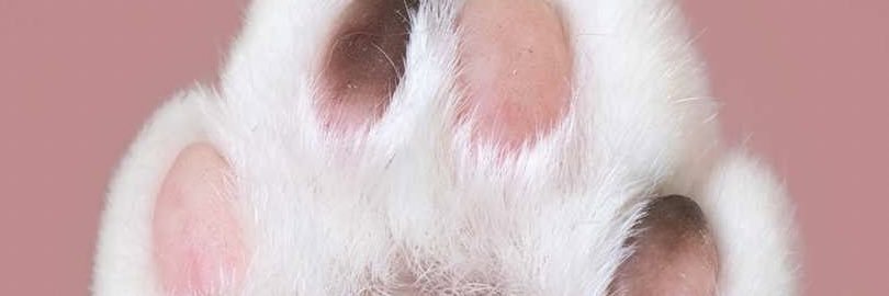 waewploy's profile banner image