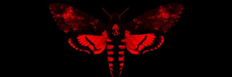 _Trvp_Boy's profile banner image