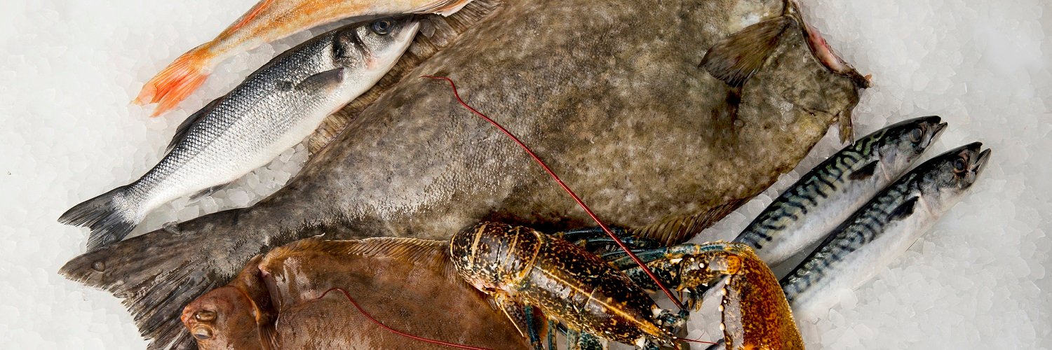 BarfootFish's profile banner image